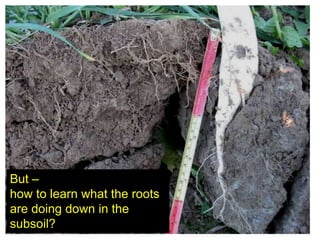 But –
how to learn what the roots
are doing down in the
subsoil?
 
