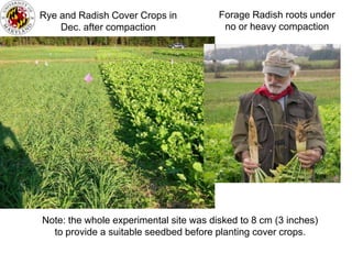 Rye and Radish Cover Crops in           Forage Radish roots under
    Dec. after compaction                no or heavy compaction




Note: the whole experimental site was disked to 8 cm (3 inches)
  to provide a suitable seedbed before planting cover crops.
 
