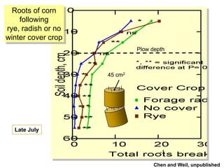 Roots of corn
    following
rye, radish or no
winter cover crop
                             Plow depth



                    45 cm2




  Late July




                                   Chen and Weil, unpublished
 