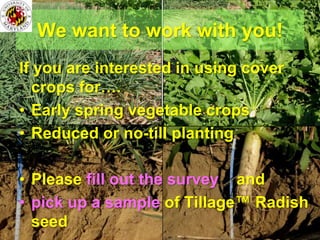 We want to work with you!
If you are interested in using cover
  crops for….
• Early spring vegetable crops
• Reduced or no-till planting

• Please fill out the survey and
• pick up a sample of Tillage™ Radish
  seed
 