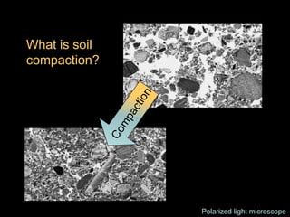 What is soil
compaction?




               Polarized light microscope
 