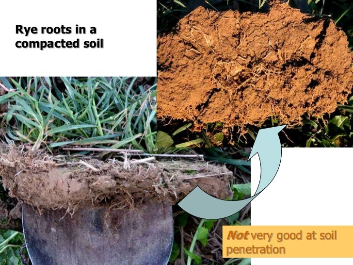 Cover crops & soil compaction