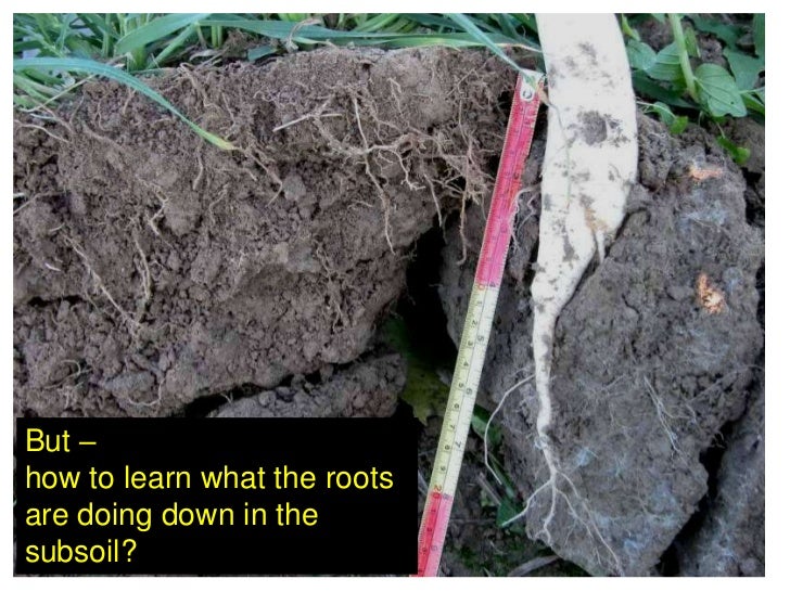Cover crops & soil compaction