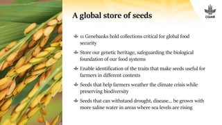 CGIAR in Ethiopia, transition and global perspectives: Transforming food, land and water systems in a climate crisis 