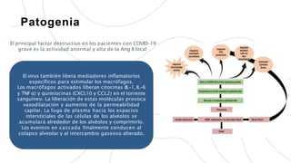 Patogenia
El principal factor destructivo en los pacientes con COVID-19
grave es la actividad anormal y alta de la Ang II local
El virus también libera mediadores inflamatorios
específicos para estimular los macrófagos.
Los macrófagos activados liberan citocinas (IL-1, IL-6
y TNF α) y quimiocinas (CXCL10 y CCL2) en el torrente
sanguíneo. La liberación de estas moléculas provoca
vasodilatación y aumento de la permeabilidad
capilar. La fuga de plasma hacia los espacios
intersticiales de las células de los alvéolos se
acumulará alrededor de los alvéolos y comprimirlo.
Los eventos en cascada finalmente conducen al
colapso alveolar y al intercambio gaseoso alterado.
 