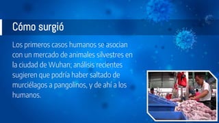 Cómo surgió
Los primeros casos humanos se asocian
con un mercado de animales silvestres en
la ciudad de Wuhan; análisis recientes
sugieren que podría haber saltado de
murciélagos a pangolinos, y de ahí a los
humanos.
5
 