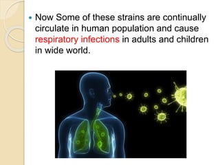  Now Some of these strains are continually
circulate in human population and cause
respiratory infections in adults and children
in wide world.
 