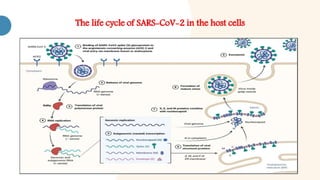 The life cycle of SARS-CoV-2 in the host cells
 