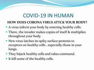 COVID-19 IN HUMAN
HOW DOES CORONA VIRUS ATTCK YOUR BODY?
 A virus infects your body by entering healthy cells.
 There, the invader makes copies of itself & multiplies
throughout your body.
 New virus latches its spiky surface protenis to
receptors on healthy cells , especially those in your
lungs.
 They hijack healthy cells and takes command.
 It kill some of the healthy cells.
 