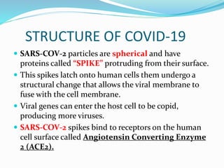 STRUCTURE OF COVID-19
 SARS-COV-2 particles are spherical and have
proteins called “SPIKE” protruding from their surface.
 This spikes latch onto human cells them undergo a
structural change that allows the viral membrane to
fuse with the cell membrane.
 Viral genes can enter the host cell to be copid,
producing more viruses.
 SARS-COV-2 spikes bind to receptors on the human
cell surface called Angiotensin Converting Enzyme
2 (ACE2).
 