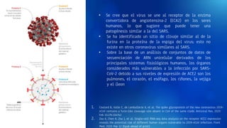 • Se cree que el virus se une al receptor de la enzima
convertidora de angiotensina-2 (ECA2) en los seres
humanos, lo que sugiere que puede tener una
patogénesis similar a la del SARS.
• Se ha identificado un sitio de clivaje similar al de la
furina en la proteína de la espiga del virus; esto no
existe en otros coronavirus similares al SARS.
• Sobre la base de un análisis de conjuntos de datos de
secuenciación de ARN unicelular derivados de los
principales sistemas fisiológicos humanos, los órganos
considerados más vulnerables a la infección por SARS-
CoV-2 debido a sus niveles de expresión de ACE2 son los
pulmones, el corazón, el esófago, los riñones, la vejiga
y el íleon
1. Coutard B, Valle C, de Lamballerie X, et al. The spike glycoprotein of the new coronavirus 2019-
nCoV contains a furin-like cleavage site absent in CoV of the same clade. Antiviral Res. 2020
Feb 10;176:104742
2. Zou X, Chen K, Zou J, et al. Single-cell RNA-seq data analysis on the receptor ACE2 expression
reveals the potential risk of different human organs vulnerable to 2019-nCoV infection. Front
Med. 2020 Mar 12 [Epub ahead of print]
 