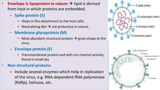 • Envelope is lipoprotein in nature  lipid is derived
from host in which proteins are embedded.
– Spike protein (S)
• Helps in the attachment to the host cells.
• Neutralizing Abs  are protective in nature.
– Membrane glycoprotein (M)
• Most abundant structural protein  gives shape to the
virus.
– Envelope protein (E)
• Transmembrane protein and with ion channel activity;
found in small qty
• Non-structural proteins
– Include several enzymes which help in replication
of the virus, e.g. RNA-dependent RNA polymerase
(RdRp), helicase, etc.
 