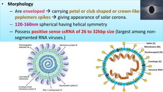 • Morphology
– Are enveloped  carrying petal or club shaped or crown-like
peplomers spikes  giving appearance of solar corona.
– 120-160nm spherical having helical symmetry
– Possess positive sense ssRNA of 26 to 32kbp size (largest among non-
segmented RNA viruses.)
 