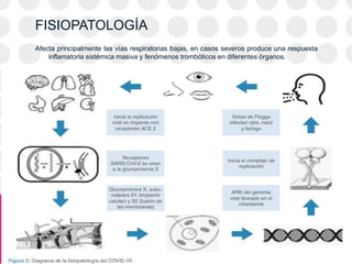 FISIOPATOLOGÍA
Afecta principalmente las vías respiratorias bajas, en casos severos produce una respuesta
inflamatoria sistémica masiva y fenómenos trombóticos en diferentes órganos.
 