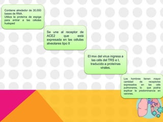 Contiene alrededor de 30,000
bases de RNA.
Utiliza la proteína de espiga
para entrar a las células
huésped
El RNA del virus ingresa a
las céls del TRS e I,
traducido a proteínas
virales.
Se une al receptor de
ACE2 que está
expresada en las células
alveolares tipo II
Los hombres tienen mayor
cantidad de receptores
expresados en las céls
pulmonares, lo que podría
explicar la predominancia en
varones.
 