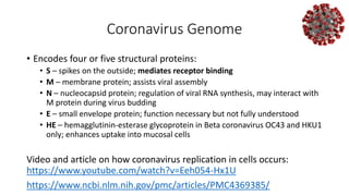 Coronavirus Genome
• Encodes four or five structural proteins:
• S – spikes on the outside; mediates receptor binding
• M – membrane protein; assists viral assembly
• N – nucleocapsid protein; regulation of viral RNA synthesis, may interact with
M protein during virus budding
• E – small envelope protein; function necessary but not fully understood
• HE – hemagglutinin-esterase glycoprotein in Beta coronavirus OC43 and HKU1
only; enhances uptake into mucosal cells
Video and article on how coronavirus replication in cells occurs:
https://www.youtube.com/watch?v=Eeh054-Hx1U
https://www.ncbi.nlm.nih.gov/pmc/articles/PMC4369385/
 