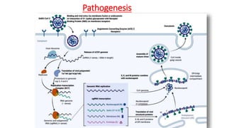 Pathogenesis
 