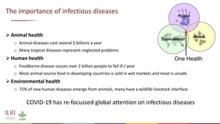Potential impacts of COVID-19 research on livestock health research and innovation
