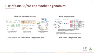 Potential impacts of COVID-19 research on livestock health research and innovation