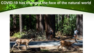 COVID-19 has changed the face of the natural world
 