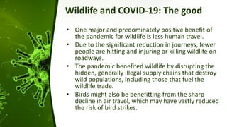 Wildlife and COVID-19: The good
• One major and predominately positive benefit of
the pandemic for wildlife is less human travel.
• Due to the significant reduction in journeys, fewer
people are hitting and injuring or killing wildlife on
roadways.
• The pandemic benefited wildlife by disrupting the
hidden, generally illegal supply chains that destroy
wild populations, including those that fuel the
wildlife trade.
• Birds might also be benefitting from the sharp
decline in air travel, which may have vastly reduced
the risk of bird strikes.
 