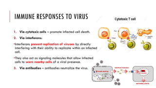 IMMUNE RESPONSES TO VIRUS
1. Via cytotoxic cells – promote infected cell death.
2. Via interferons:
•Interferons prevent replication of viruses by directly
interfering with their ability to replicate within an infected
cell.
•They also act as signaling molecules that allow infected
cells to warn nearby cells of a viral presence.
3. Via antibodies – antibodies neutralize the virus.
 