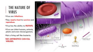 THE NATURE OF
VIRUS
•Virus are infectious.
•They need a host to survive and
reproduce.
•Virus has the ability to MUTATE.
•Virus can infect humans, animals,
plants and even microorganisms.
•Not a living cell like bacteria.
•NO ANTIBIOTICS CAN KILL
VIRUSES.
 