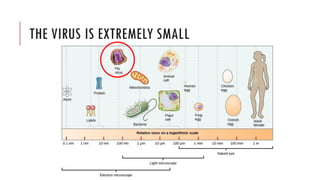 THE VIRUS IS EXTREMELY SMALL
 