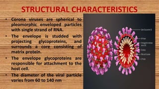 STRUCTURAL CHARACTERISTICS
• Corona viruses are spherical to
pleomorphic enveloped particles
with single strand of RNA.
• The envelope is studded with
projecting glycoproteins, and
surrounds a core consisting of
matrix protein.
• The envelope glycoproteins are
responsible for attachment to the
host cell.
• The diameter of the viral particle
varies from 60 to 140 nm
 