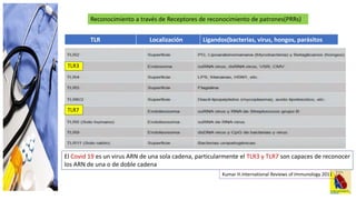Reconocimiento a través de Receptores de reconocimiento de patrones(PRRs)
TLR Localización Ligandos(bacterias, virus, hongos, parásitos
El Covid 19 es un virus ARN de una sola cadena, particularmente el TLR3 y TLR7 son capaces de reconocer
los ARN de una o de doble cadena
TLR3
TLR7
Kumar H.International Reviews of Immunology 2011
 
