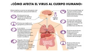 ¿CÓMO AFECTA EL VIRUS AL CUERPO HUMANO?
 