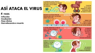 ASÍ ATACA EL VIRUS
4 FASES:
-Infección
-Incubación
-Fase clínica
-Convalecencia o muerte
 