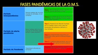 FASES PANDÉMICAS DE LA O.M.S.
Período
Ínterpandémico
Nuevos subtipo del virus de
la gripe en animales, no en
humanos
Fase 1. Bajo riesgo de infección a partir del
virus de la gripe animal circulante
Fase 2. un subtipo del virus de la influenza
animal que circula, plantea un gran riesgo
para la salud humana
Período de alerta
pandémica
Nuevo subtipo del virus de
la gripe en animales causa
tambien casos humanos
Fase 3. Presencia de infección humana
con un subtipo nuevo vírico, pero sin
transmision de persona a persona, o
muy limitada.
Fase 4. Conglomerados pequeños con
transmisión entre seres humanos limitada,
localizado.
Fase 5. Conglomerados grandes, pero con
transmisión entre seres humanos todavía
localizada.
Período de Pandemia
Transmision eficiente en
humanos
Fase 6. Pandemia: Transmisión aumentada
y sostenida en la población general
 