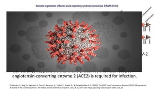 • Phylogenetic analysis using complete genome sequence of SARS-CoV-2
revealed that its genome sequences are very similar (~90%) to the
SARS-like CoVs.
• Cell binding happens via the viral S protein to the host receptor
angiotensin-converting enzyme 2 (ACE2) is required for infection.
Chatterjee, P., Nagi, N., Agarwal, A., Das, B., Banerjee, S., Sarkar, S., Gupta, N., & Gangakhedkar, R. R. (2020). The 2019 novel coronavirus disease (COVID-19) pandemic:
A review of the current evidence. The Indian journal of medical research, 151(2 & 3), 147–159. https://doi.org/10.4103/ijmr.IJMR_519_20
 