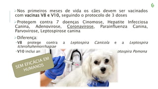 Nos primeiros meses de vida os cães devem ser vacinados
com vacinas V8 e V10, seguindo o protocolo de 3 doses
Protegem contra 7 doenças Cinomose, Hepatite Infecciosa
Canina, Adenovirose, Coronavirose, Parainfluenza Canina,
Parvovirose, Leptospirose canina
Diferença:
•V8 protege contra a Leptospira Canicola e a Leptospira
Icterohahemorrhagiae
•V10 inclui antígenos para Leptospira Grippotyphosa e Leptospira Pomona
 