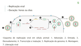 Replicação viral
Duração: horas ou dias
• Esquema de replicação viral em célula animal: 1. Adsorção; 2. Entrada; 3.
Desnudamento; 4. Transcrição e tradução; 5. Replicação do genoma; 6. Montagem;
7. Liberação viral
 