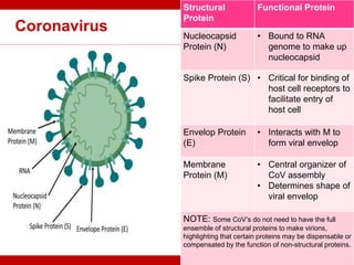 Coronavirus
Structural
Protein
Functional Protein
Nucleocapsid
Protein (N)
• Bound to RNA
genome to make up
nucleocapsid
Spike Protein (S) • Critical for binding of
host cell receptors to
facilitate entry of
host cell
Envelop Protein
(E)
• Interacts with M to
form viral envelop
Membrane
Protein (M)
• Central organizer of
CoV assembly
• Determines shape of
viral envelop
NOTE: Some CoV’s do not need to have the full
ensemble of structural proteins to make virions,
highlighting that certain proteins may be dispensable or
compensated by the function of non-structural proteins.
 