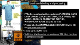 Specimen labelling and processing:
• PPEs: Personal protective equipment’s (APRON, HAND
LATEX GLOVES (DOUBLE LAYERED), FACE SHIELD, N95
MASKS, GOGGLES, PROTECTING CLOTHES,
WATERPROOF BOOTS etc.): to be used
• Proper labelling (NAME/AGE/GENDER/SPECIMEN ID)
on specimen container
• Filling up the ICMR form
• To fill the ICMR app for generation of SRF ID at the time
of sample collection
 