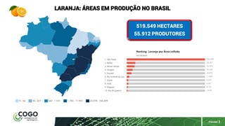 PÁGINA 2
LARANJA: ÁREAS EM PRODUÇÃO NO BRASIL
519.549 HECTARES
55.912 PRODUTORES
 