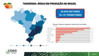 PÁGINA 7
TANGERINA: ÁREAS EM PRODUÇÃO NO BRASIL
39.039 HECTARES
16.121 PRODUTORES
 