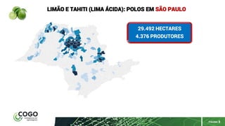 PÁGINA 8
LIMÃO E TAHITI (LIMA ÁCIDA): POLOS EM SÃO PAULO
29.492 HECTARES
4.376 PRODUTORES
 