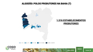 PÁGINA 35
ÍNDICE
JUNHO 2020
ALGODÃO: POLOS PRODUTORES NA BAHIA (T)
1.516 ESTABELECIMENTOS
PRODUTORES
 