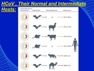 HCoV , Their Normal and Intermediate
Hosts:
 