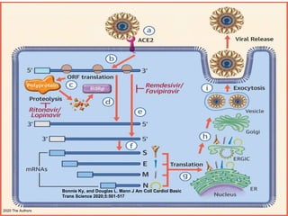 Bonnie Ky, and Douglas L. Mann J Am Coll Cardiol Basic
Trans Science 2020;5:501-517
2020 The Authors
 