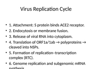 Virus Replication Cycle
• 1. Attachment: S protein binds ACE2 receptor.
• 2. Endocytosis or membrane fusion.
• 3. Release of viral RNA into cytoplasm.
• 4. Translation of ORF1a/1ab → polyproteins →
cleaved into NSPs.
• 5. Formation of replication–transcription
complex (RTC).
• 6. Genome replication and subgenomic mRNA
 