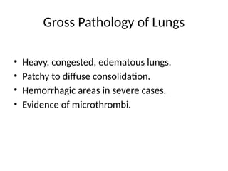Gross Pathology of Lungs
• Heavy, congested, edematous lungs.
• Patchy to diffuse consolidation.
• Hemorrhagic areas in severe cases.
• Evidence of microthrombi.
 