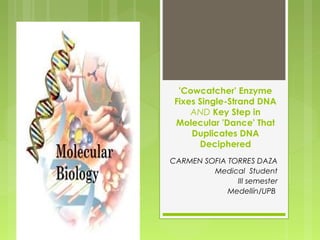 'Cowcatcher' Enzyme
Fixes Single-Strand DNA
AND Key Step in
Molecular 'Dance' That
Duplicates DNA
Deciphered
 CARMEN SOFIA TORRES DAZA
Medical Student
III semester
Medellín/UPB
 