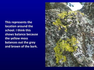 This represents the location around the school. I think this shows balance because the yellow moss balances out the grey and brown of the bark. 