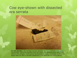 Cow eye-shown with dissected
ora serrata
The ora serrata is the serrated junction between the retina and the ciliary body.
This junction marks the transition from the simple non-photosensitive area of the
retina to the complex, multi-layered photosensitive region. In animals in which the
region does not have a serrated appearance, it is called the ora ciliaris retinae.
 