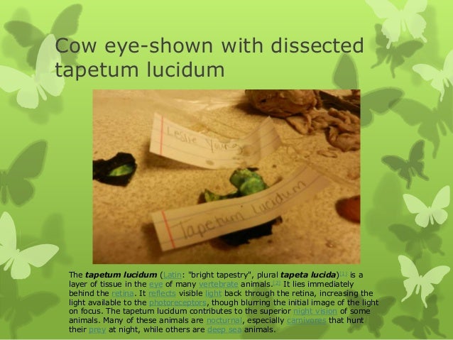 cow eye dissection essay Sheep heart dissection physical education essay print reference this published: 23rd march, 2015 disclaimer: this essay has been submitted by a student. cow eye dissection essay Sheep heart dissection physical education essay print reference this published: 23rd march, 2015 disclaimer: this essay has been submitted by a student.
